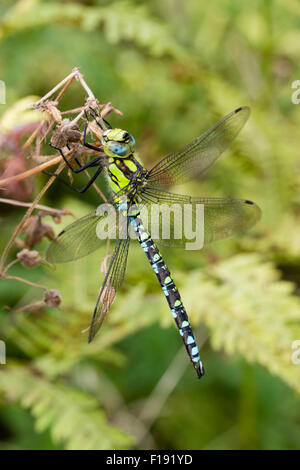 Maschio hawker meridionale dragonfly, Aeshna cyanea, a riposo in un giardino Devon Foto Stock