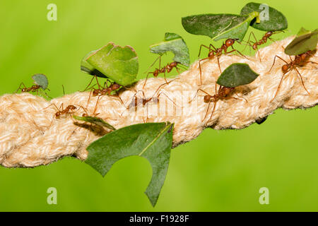 Allevati in cattività leaf cutter formiche, atta specie, portando il fogliame reciso torna a Il Nido Foto Stock