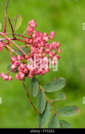 Autunno bacche dei cinesi rowan tree, Sorbus pseudohupehensis (hupehensis) "pagoda rosa" Foto Stock