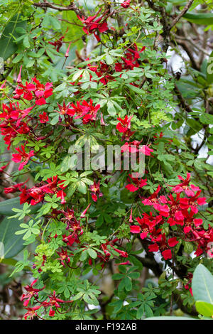 Fiori di colore rosso del perenne scalatore, Tropaeolum speciosum, cascata attraverso un taller arbusto di supporto Foto Stock