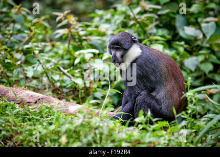 L'Hoest la scimmia, Cercopithecus lhoesti, Parco nazionale impenetrabile di Bwindi, Uganda, Africa Foto Stock