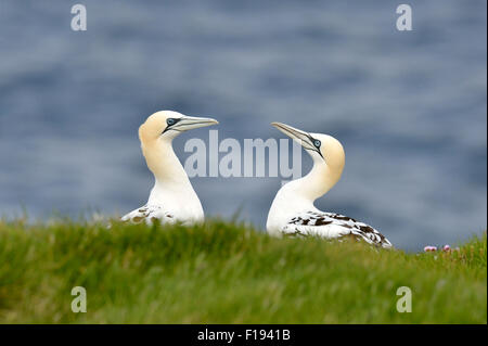 Northern Gannet (Morus bassanus) - REGNO UNITO Foto Stock