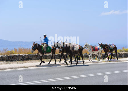 Un hander con i suoi asini sulla strada, Santorini, Grecia. Foto Stock