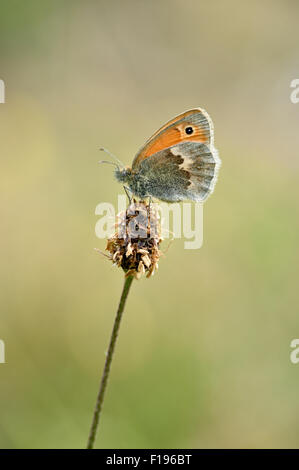 Small Heath butterfly (coenonympha pamphilus) REGNO UNITO Foto Stock