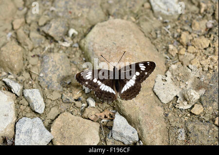 White admiral butterfly (Limenitis camilla) REGNO UNITO Foto Stock