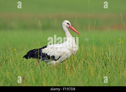 Foto di cicogna bianca in un campo Foto Stock