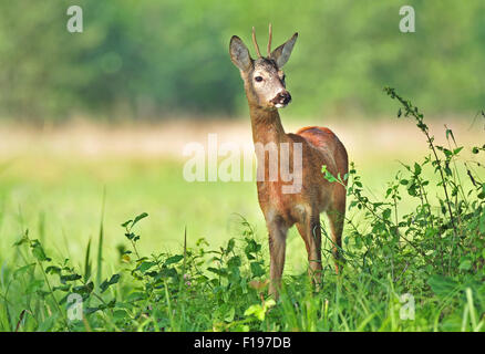 Foto di wild caprioli in piedi in un'erba Foto Stock