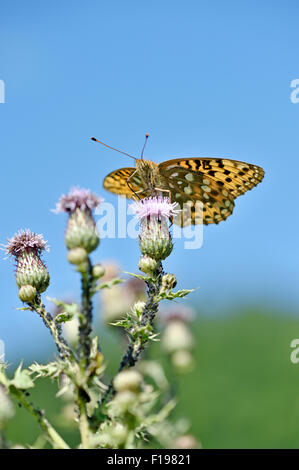Verde scuro fritillary butterfly (Argynnis aglaja) REGNO UNITO Foto Stock