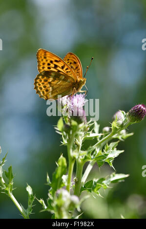 Argento-lavato fritillary butterfly (Argynnis paphia) REGNO UNITO Foto Stock
