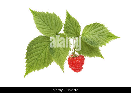 Ripe rosso lampone e foglie verdi isolati contro white Foto Stock