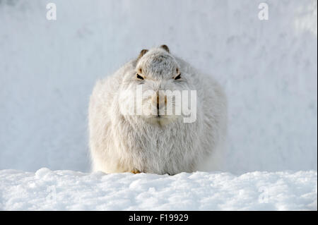 Mountain lepre (Lepus timidus) nella neve, REGNO UNITO Foto Stock