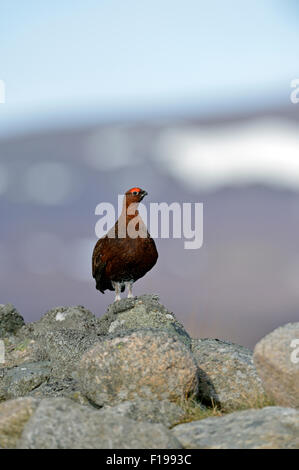 Red Grouse (Lagopus lagopus scoticus) Foto Stock