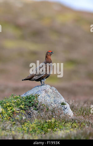 Red Grouse (Lagopus lagopus scoticus) Foto Stock