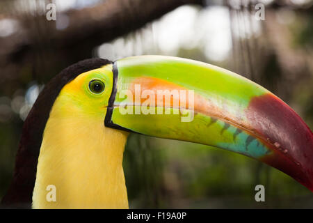 Un vicino di profilo di un tucano mostra becco incredibile dettaglio e colori nella giungla del Belize. Foto Stock