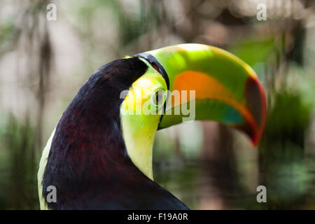 In prossimità di una testa di toucan con l'occhio a fuoco e aria fori nella parte superiore del becco colorato. Foto Stock