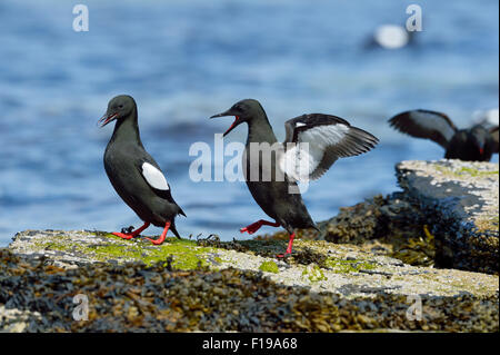 Black guillemot (Cepphus grylle) Foto Stock