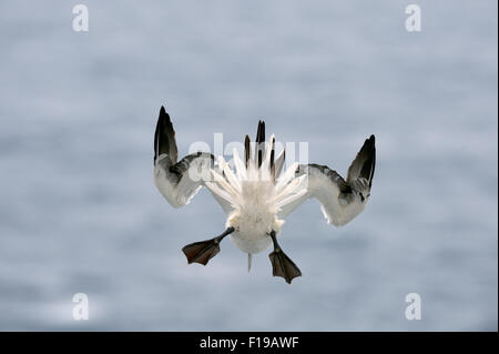 Northern Gannet (Morus bassanus) - REGNO UNITO Foto Stock