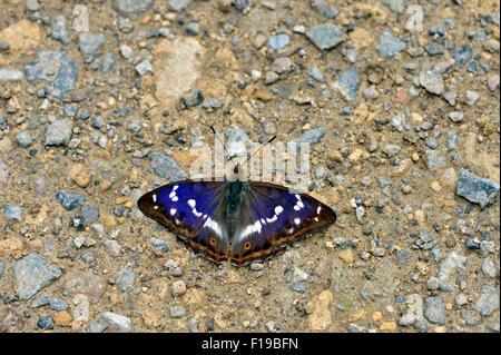 Viola imperatore butterfly (Apatura iris) REGNO UNITO Foto Stock