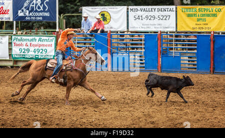Calf Roping, Philomath Rodeo, Oregon, Stati Uniti d'America Foto Stock