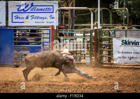 Calf Roping, Philomath Rodeo, Oregon, Stati Uniti d'America Foto Stock