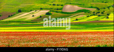 I campi in fiore di montagne Sibilini , Castelluccio di Norcia Foto Stock