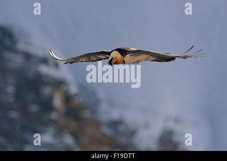 Gypaetus barbatus / Bartgeier / Laemmergeier / Gipeto battenti di fronte a montagne coperte di neve. Foto Stock