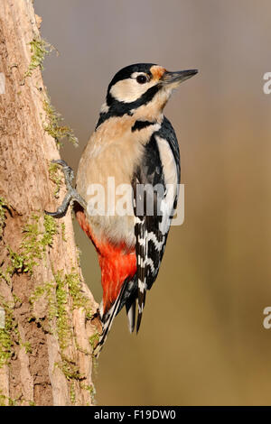 Dendrocopos major / Picchio rosso maggiore / Buntspecht guarda sulla sua spalla. Foto Stock