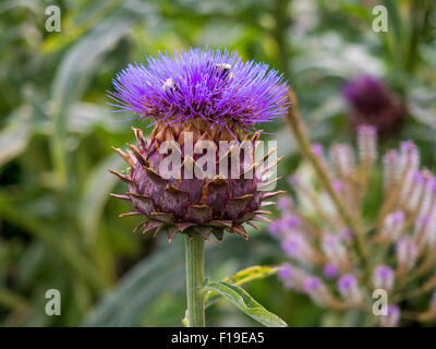 Un Cardo Cynara cardunculus chiamato anche il cardo carciofo coltivato in Inghilterra con bombi rovistando nel fiore Foto Stock