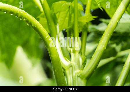Albero di papaia closeup wallpaper Foto Stock
