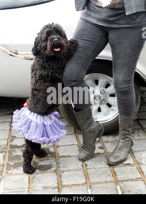 Margate, Kent, Regno Unito. Il 30 agosto, 2015. Cane con la vettura di Arte Fiera Boot Margate Kent Credit: Martyn Goddard/Alamy Live News Foto Stock