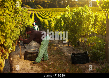 Immagine del lavoratore il prelievo di uve da vitigni e raccolta nel contenitore, persone raccogliere le uve per il vino in vigna. Foto Stock
