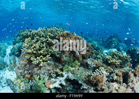 Px0679-D. shallow reef con molte specie di coralli e pesci. Indonesia, tropicale oceano Pacifico. Foto Copyright © Brandon Cole. Foto Stock