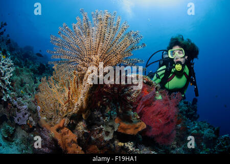 PX0786-D. scuba diver (modello rilasciato) ammira ricca crescita invertebrati sulla barriera corallina, compresa una piuma Legless Star (Com Foto Stock