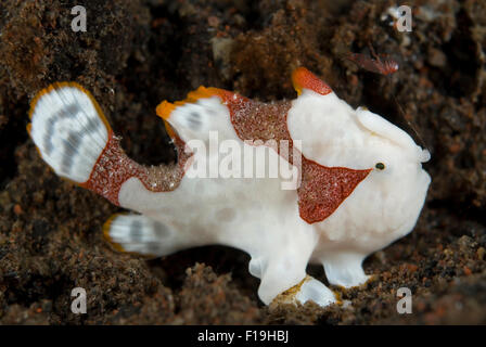 Px8480-D. Pagliaccio (chiamato anche presenta verrucosa) Rana pescatrice (Antennarius maculatus), piccoli capretti- 1cm! Nota esca sopra la testa. Indonesia, trop Foto Stock