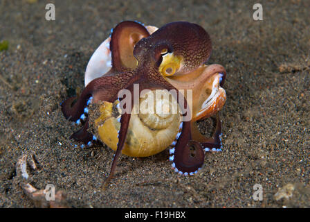 Px8640-D. Un bambino venato polpo (Amphioctopus marginatus) camminando lungo trasporto lumaca vuoti gusci sotto il quale si nasconde per Foto Stock