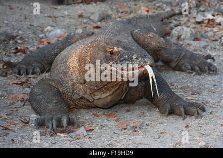 Px72071-D. Drago di Komodo (Varanus komodensis), il più grande del mondo di lucertola. La saliva è piena di batteri che possono rivelarsi fatale. Komodo, Foto Stock