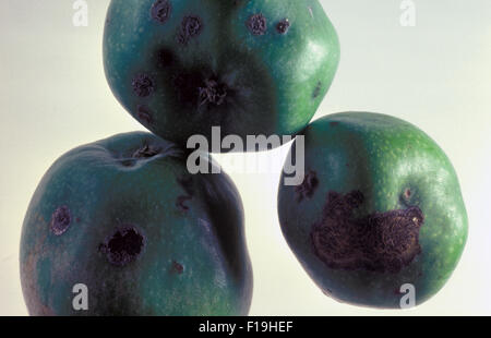 APPLE ticchiolatura (Venturia inaequalis) noto anche come macchia nera Foto Stock