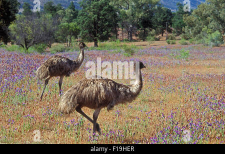 Due emu passeggiando tra PATERSON della maledizione (salvezza JANE) fiori selvatici IN AROONA VALLEY IN Flinders Ranges National Park, Australia del Sud. Foto Stock