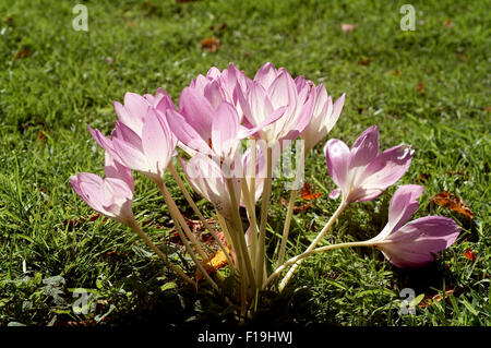 Il croco d'autunno (Colchicum autumnale) Foto Stock