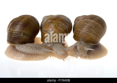 Escargot lumaca Borgogna(Helix pomatia) Foto Stock