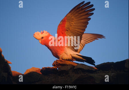 Il Galah (Eolophus roseicapilla) noto anche come la rosa-breasted cockatoo, Western Australia. Foto Stock