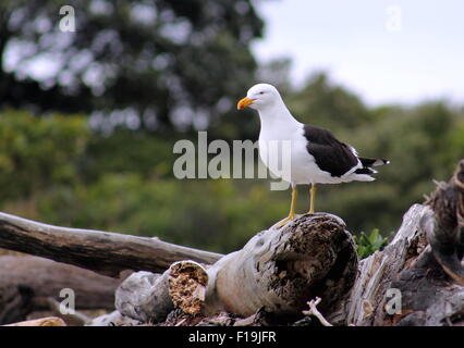 Nero meridionale-backed gull Foto Stock