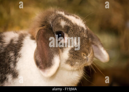 Lop Eared bunny su una balla di fieno a Baxtor fienile fattoria nella città di caduta, Washington, Stati Uniti d'America Foto Stock