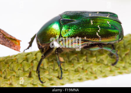 Rose chafer strisciando su un ramo (Cetonia aurata) su uno sfondo bianco Foto Stock