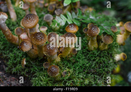 Intrico di giovani Chiodino / per boccole (fungo Armillaria sp.) che cresce su coperte di muschio ceppo di albero.. Foto Stock