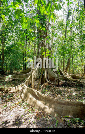 Struttura massiccia è appoggiato da radici entro Tangkoko National Park in Nord Sulawesi, Indonesia. Questo parco è la casa di macaq nero Foto Stock