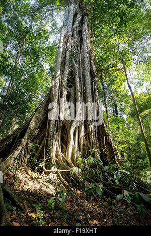 Struttura massiccia è appoggiato da radici entro Tangkoko National Park in Nord Sulawesi, Indonesia. Questo parco è la casa di macaq nero Foto Stock