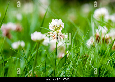 Fiori Selvatici. Bianco trifoglio Olandese, " Trifolium repens', dal livello di massa crescente tra erba e trifoglio. Messa a fuoco selettiva. Foto Stock