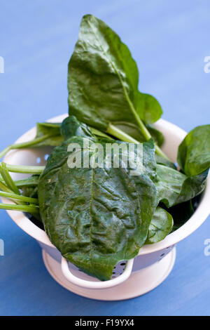 Spinacia oleracea. Appena raccolto gli spinaci in uno scolapasta. Foto Stock