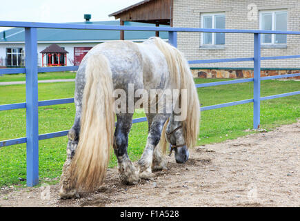 Bellissimo stallone completo grigio razza Percheron. Foto Stock